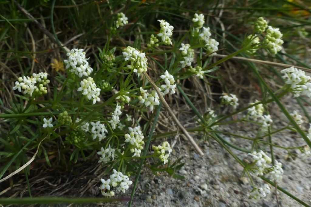 Galium anisophyllum?